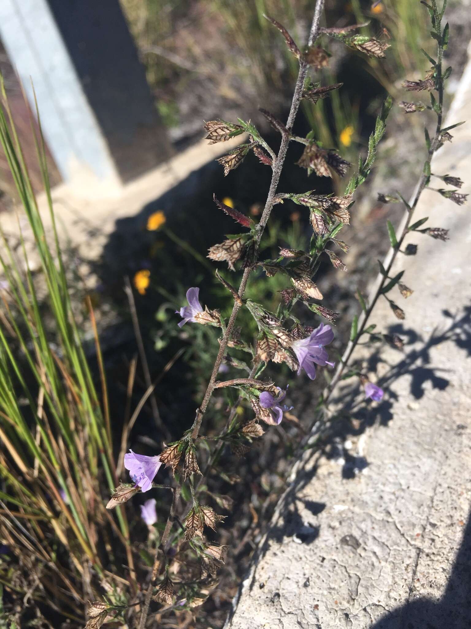 Image of Loeselia coerulea (Cav.) G. Don