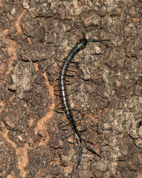 Image of Scolopendra japonica L. Koch 1878