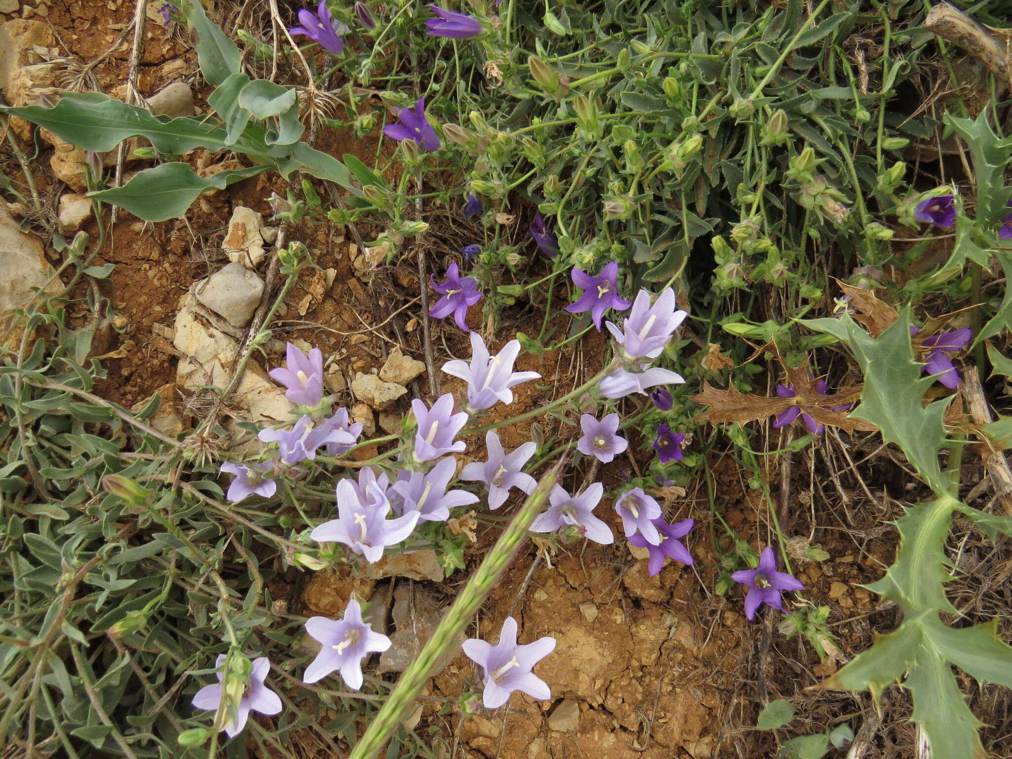 Imagem de Campanula stricta L.