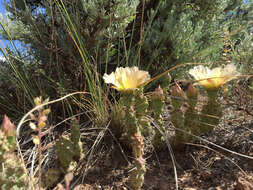 Image of Brittle Cactus