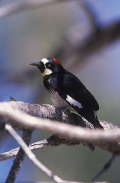 Image of Acorn Woodpecker