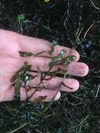 Image of Curled Pondweed