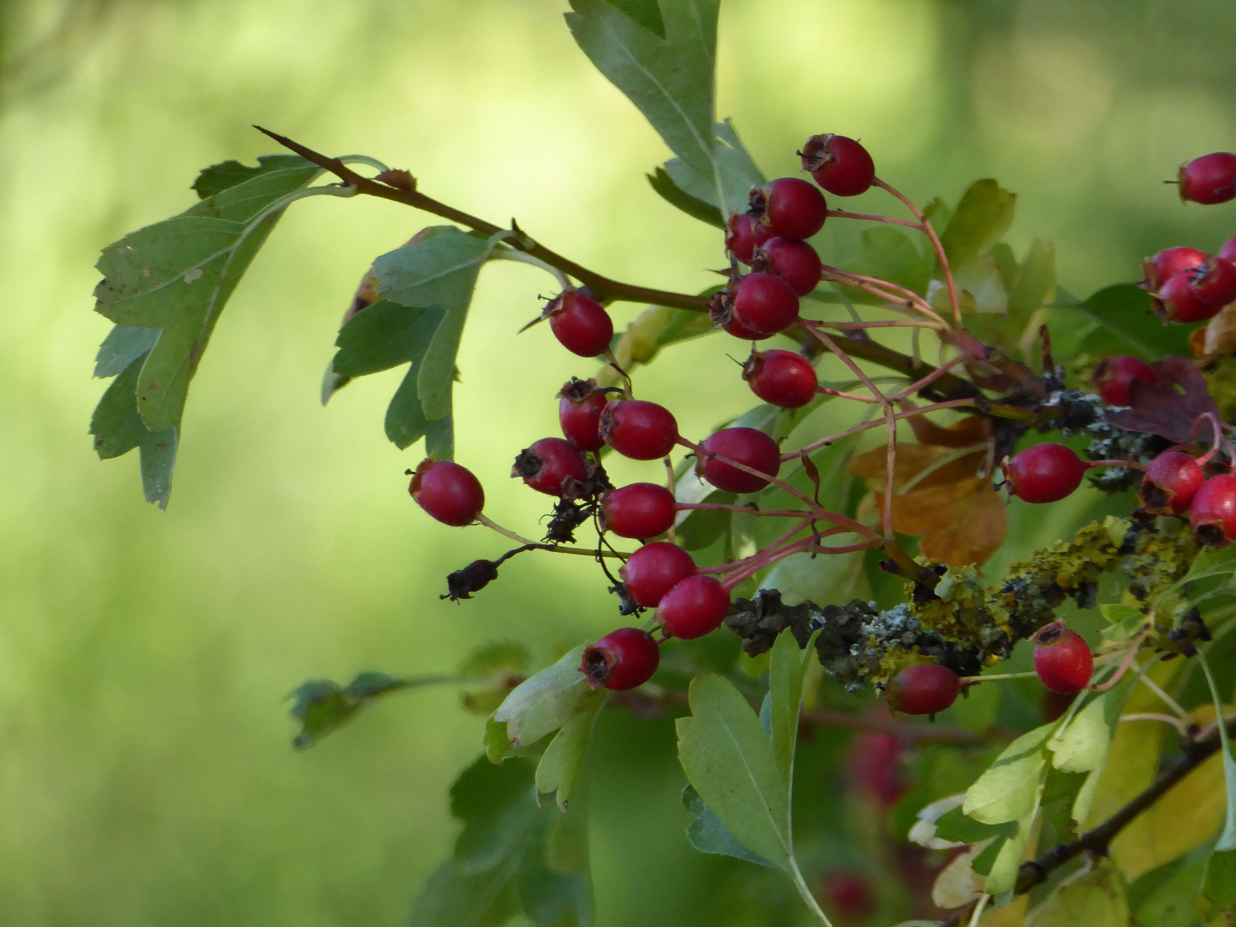 Image of Midland Hawthorn