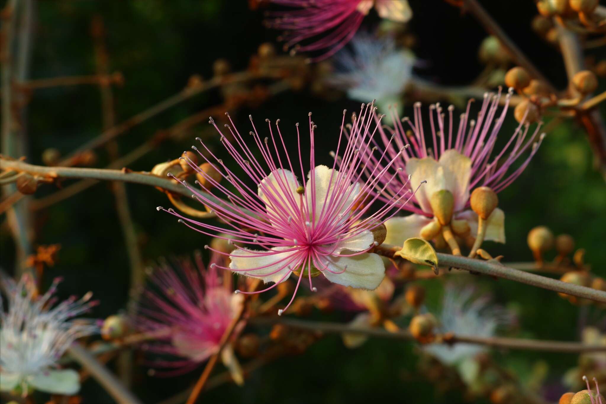 Capparis zeylanica L. resmi