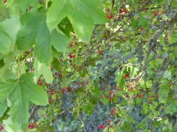 Image of Midland Hawthorn