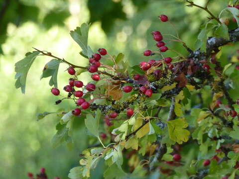 Imagem de Crataegus laevigata (Poir.) DC.