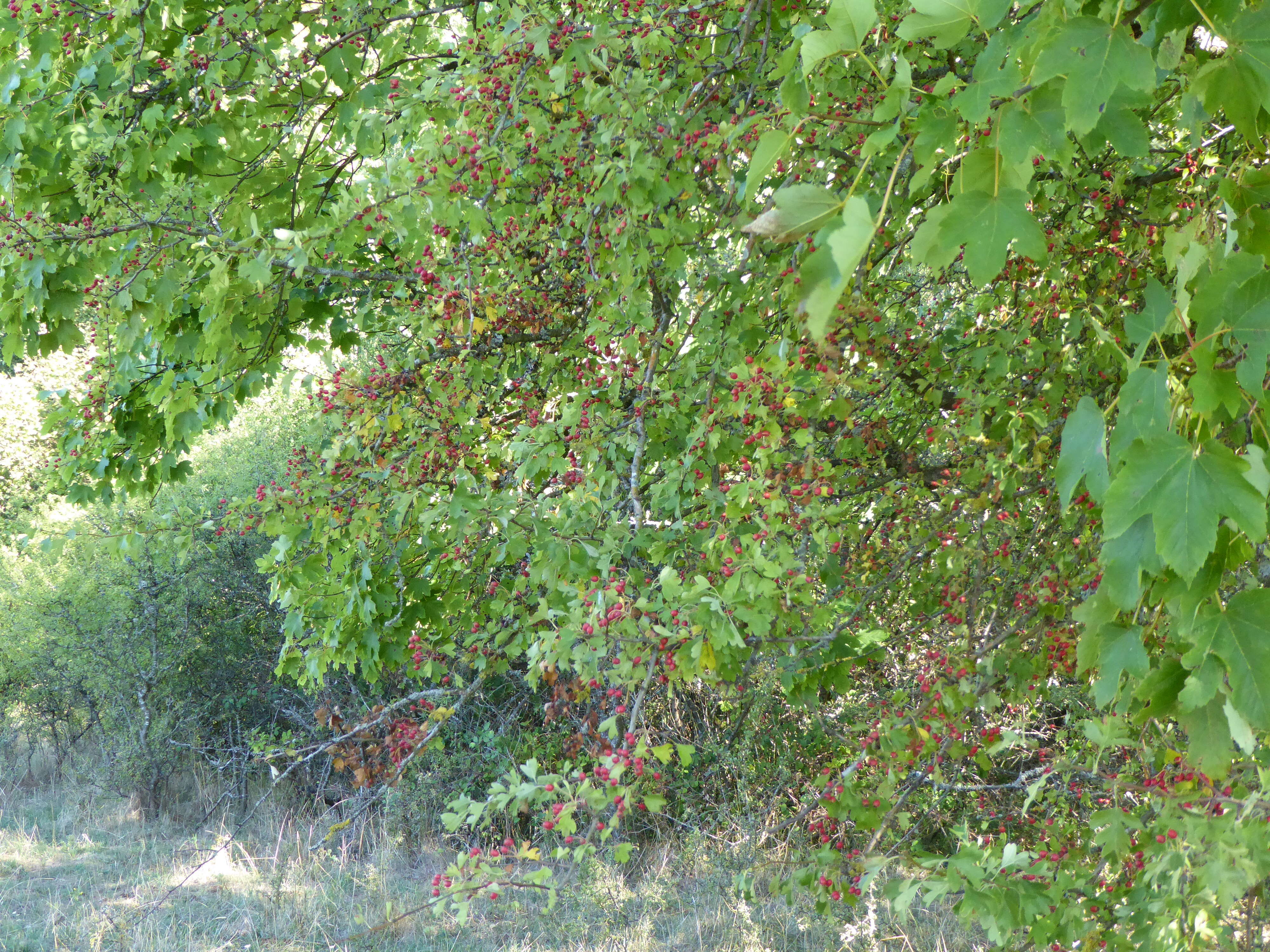 Image of Midland Hawthorn