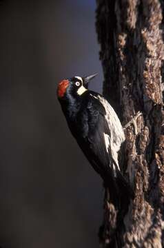 Image of Acorn Woodpecker