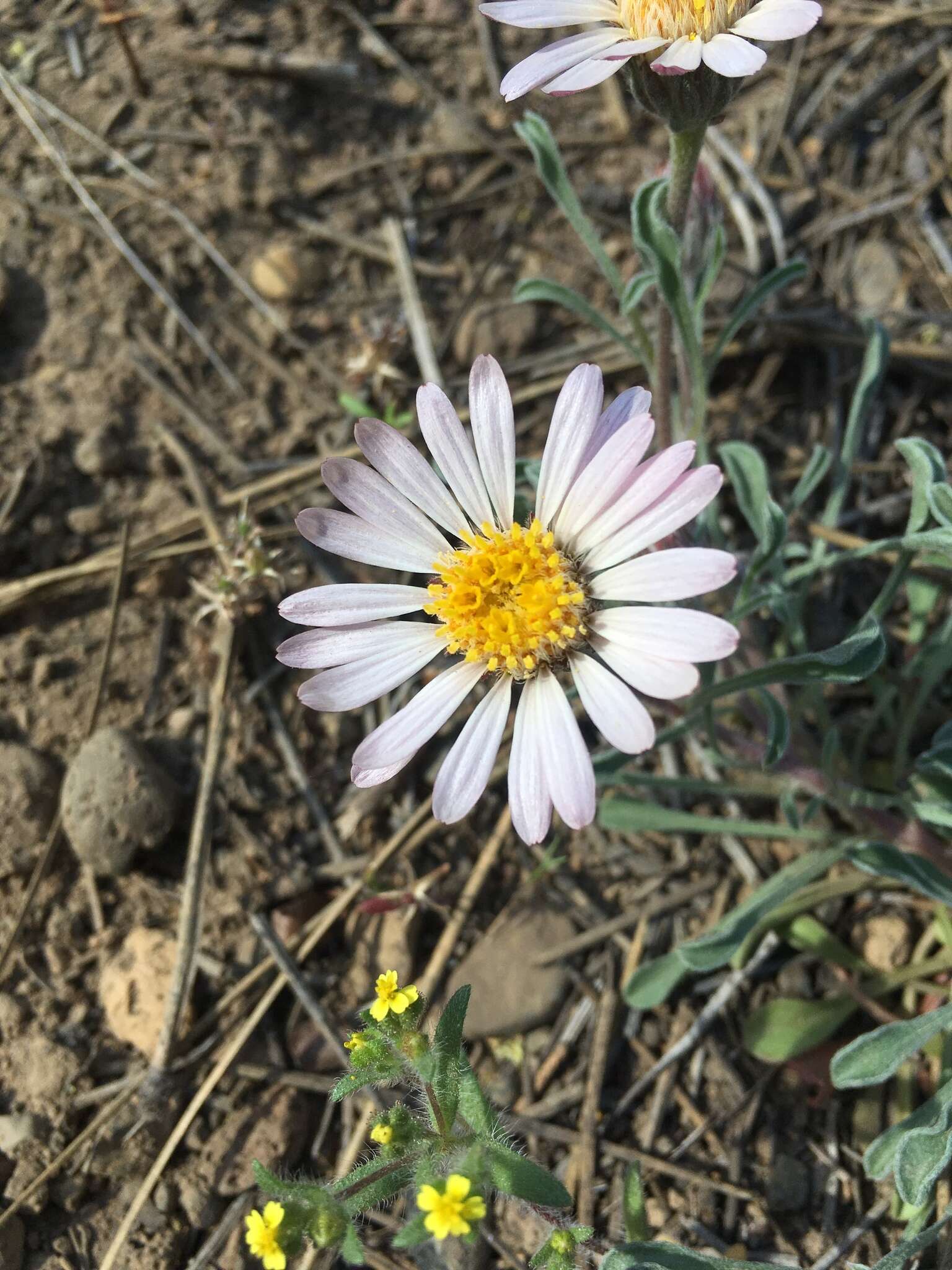 Image of Townsendia florifera (Hook.) A. Gray