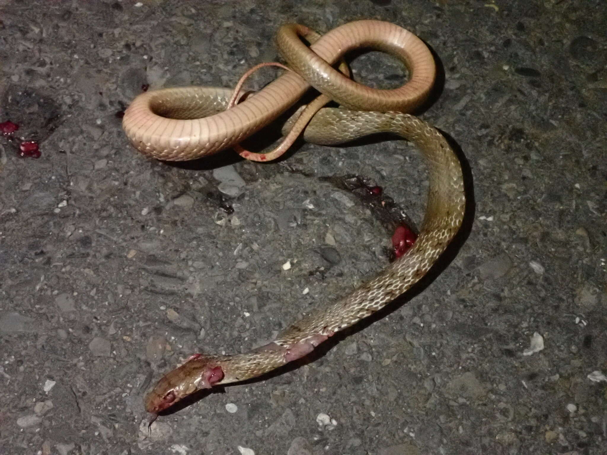 Image of King ratsnake