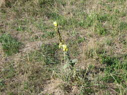 Image of Great Mullein