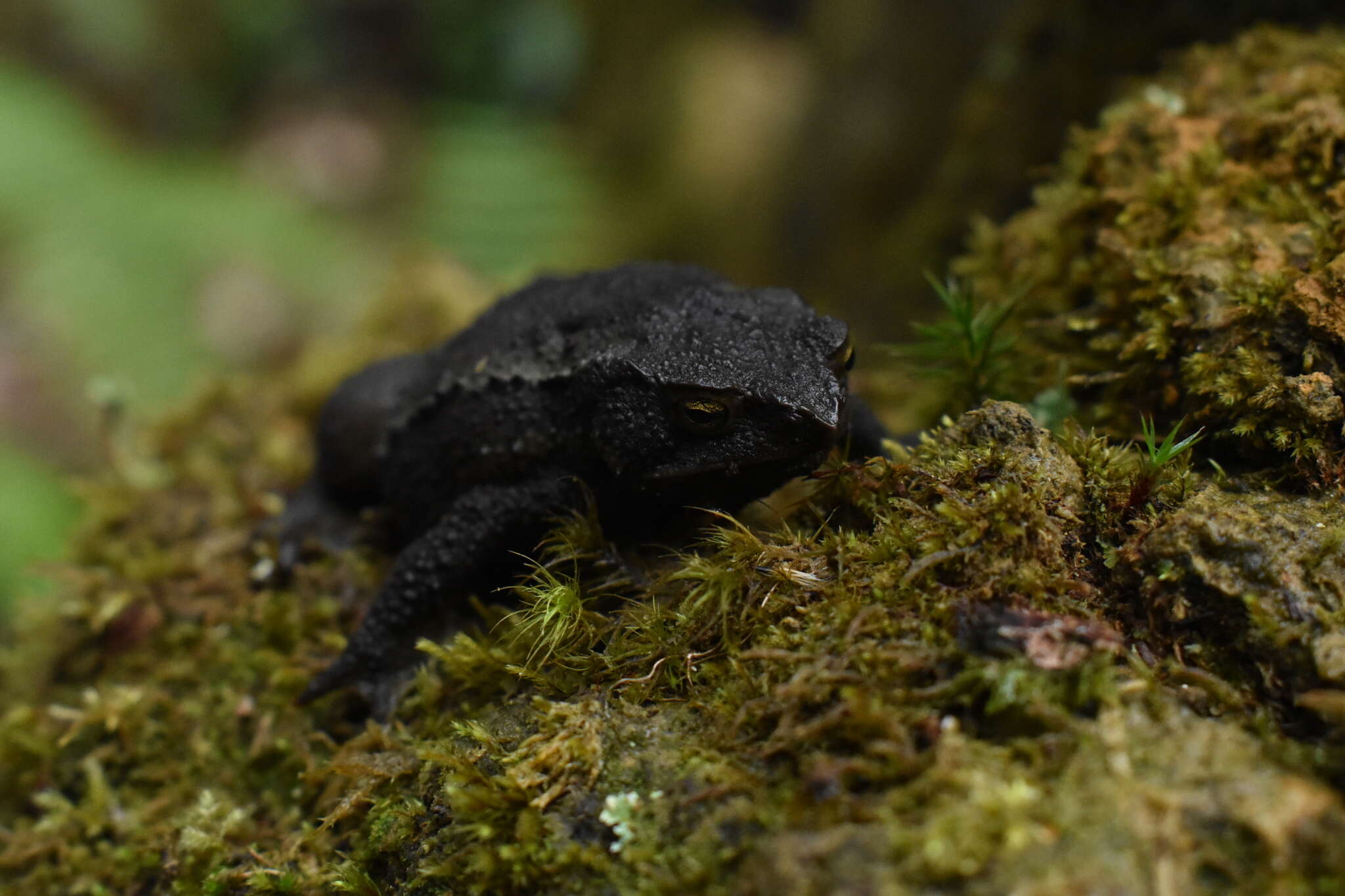 Plancia ëd Rhinella ruizi (Grant 2000)