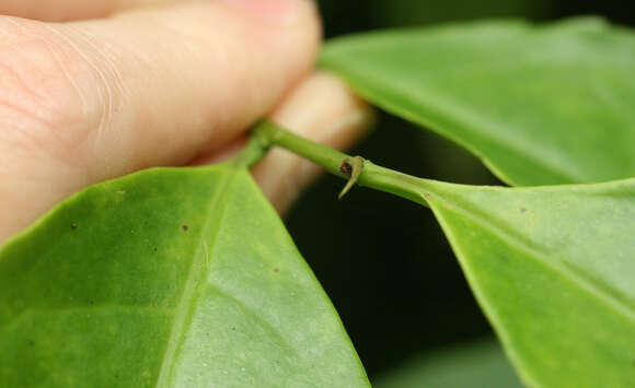 Image of largeflower brunfelsia