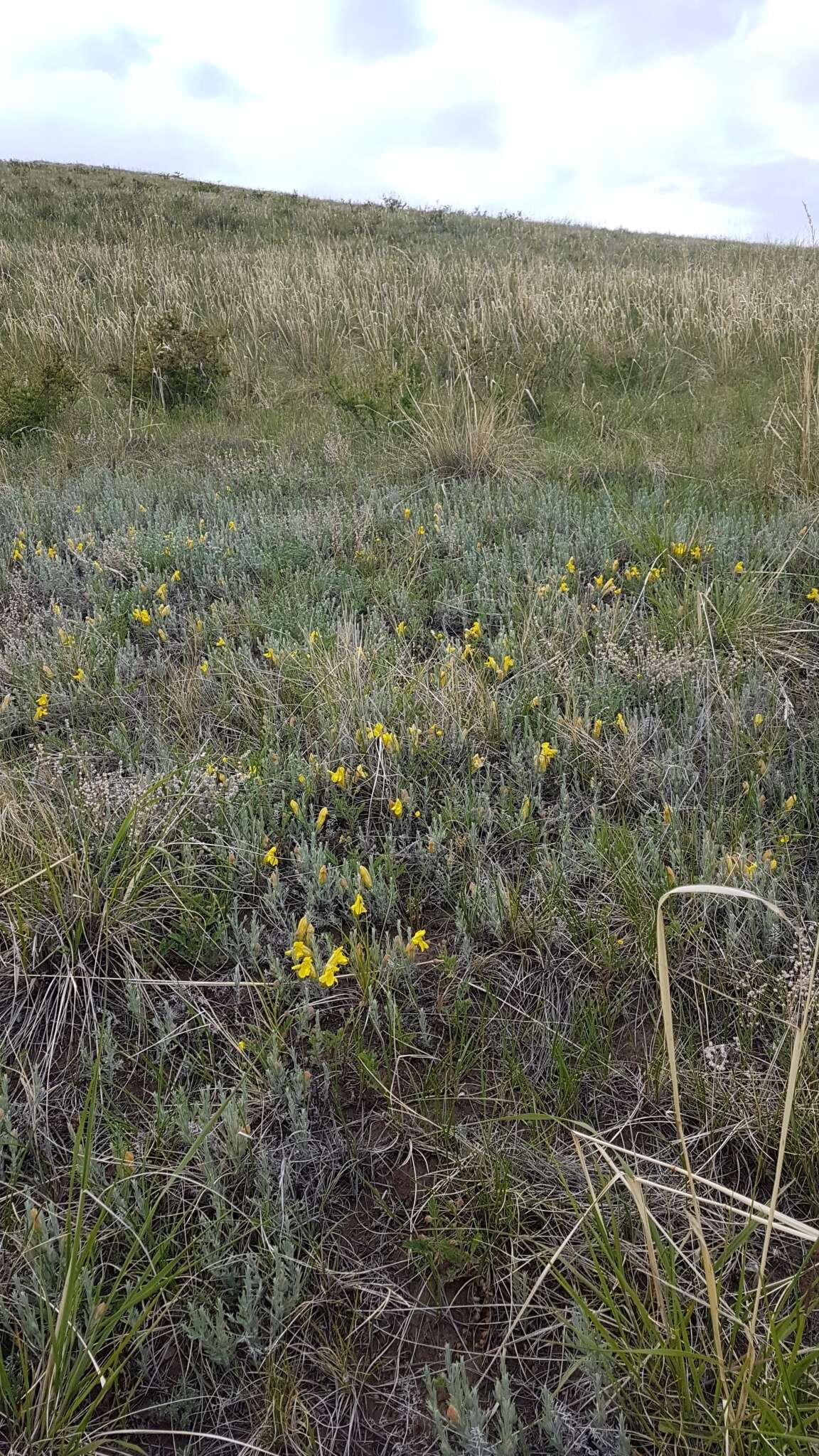 Plancia ëd Cymbaria daurica L.