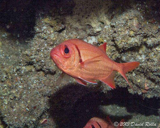 Image of Bigscale Soldierfish