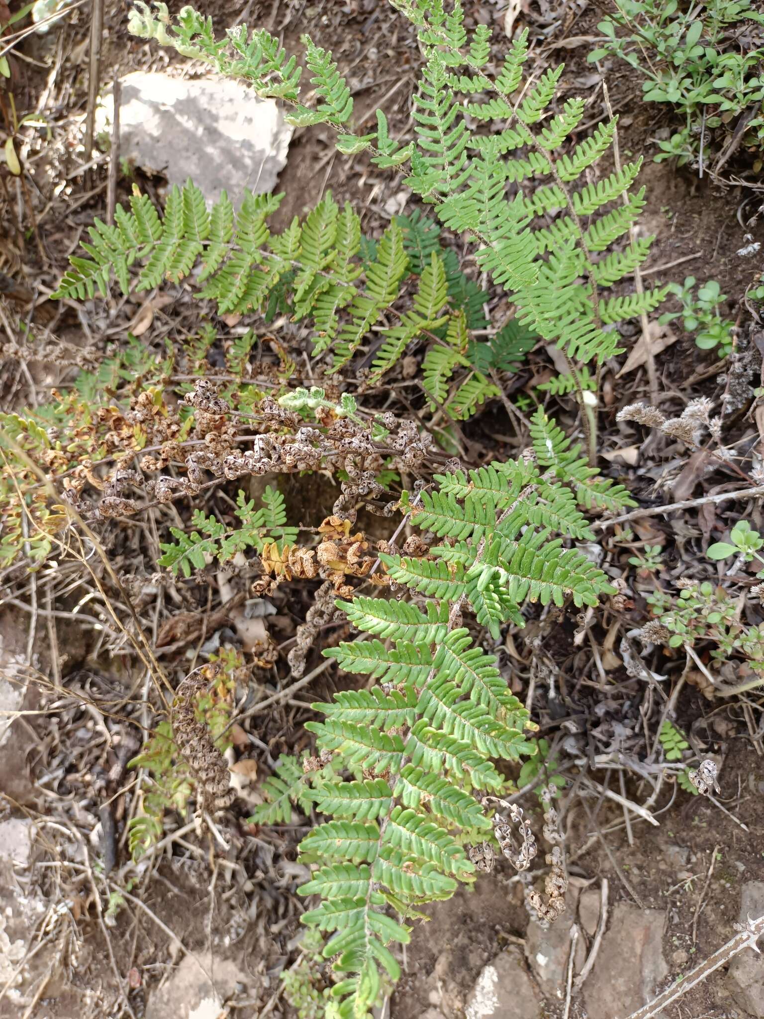 Image of Paragymnopteris marantae subsp. subcordata (Cav.)