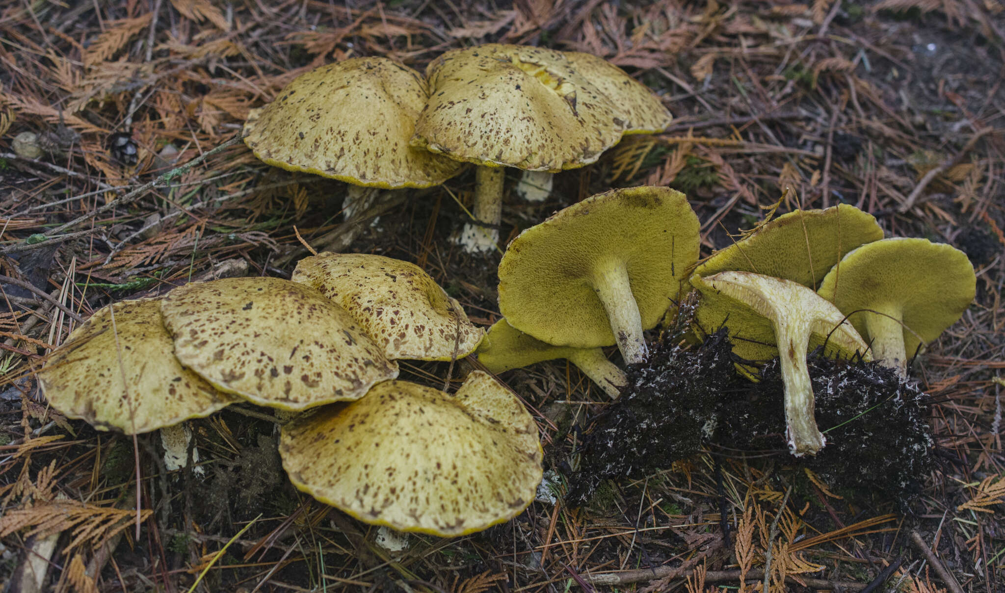Image of Chicken Fat Mushroom