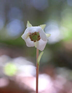 Image of Chimaphila japonica Miq.