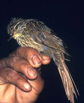 Image of ovenbirds