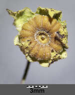 Image of common mallow