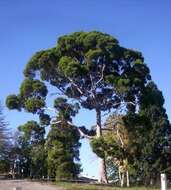 Image of lemonscented gum