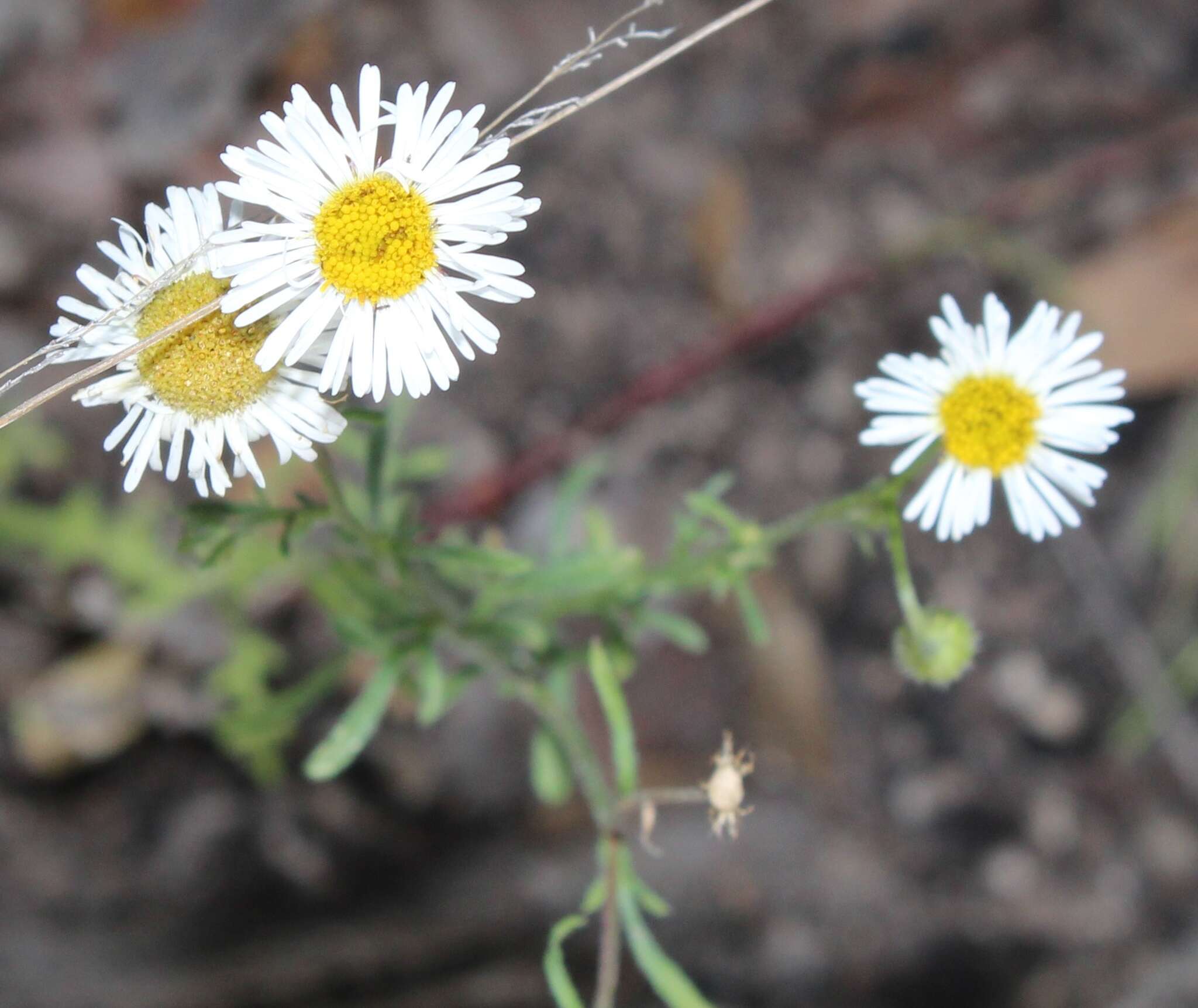 Image of Erigeron longipes DC.