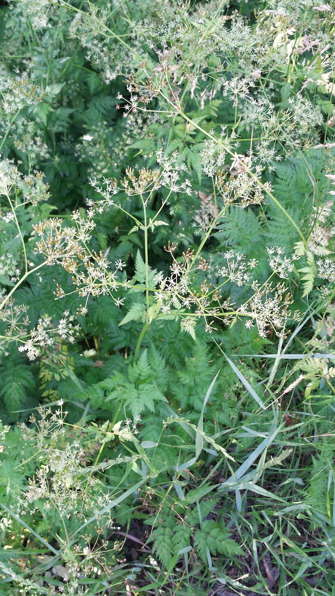 Imagem de Anthriscus sylvestris (L.) Hoffm.