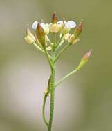 Imagem de Hornungia alpina subsp. alpina