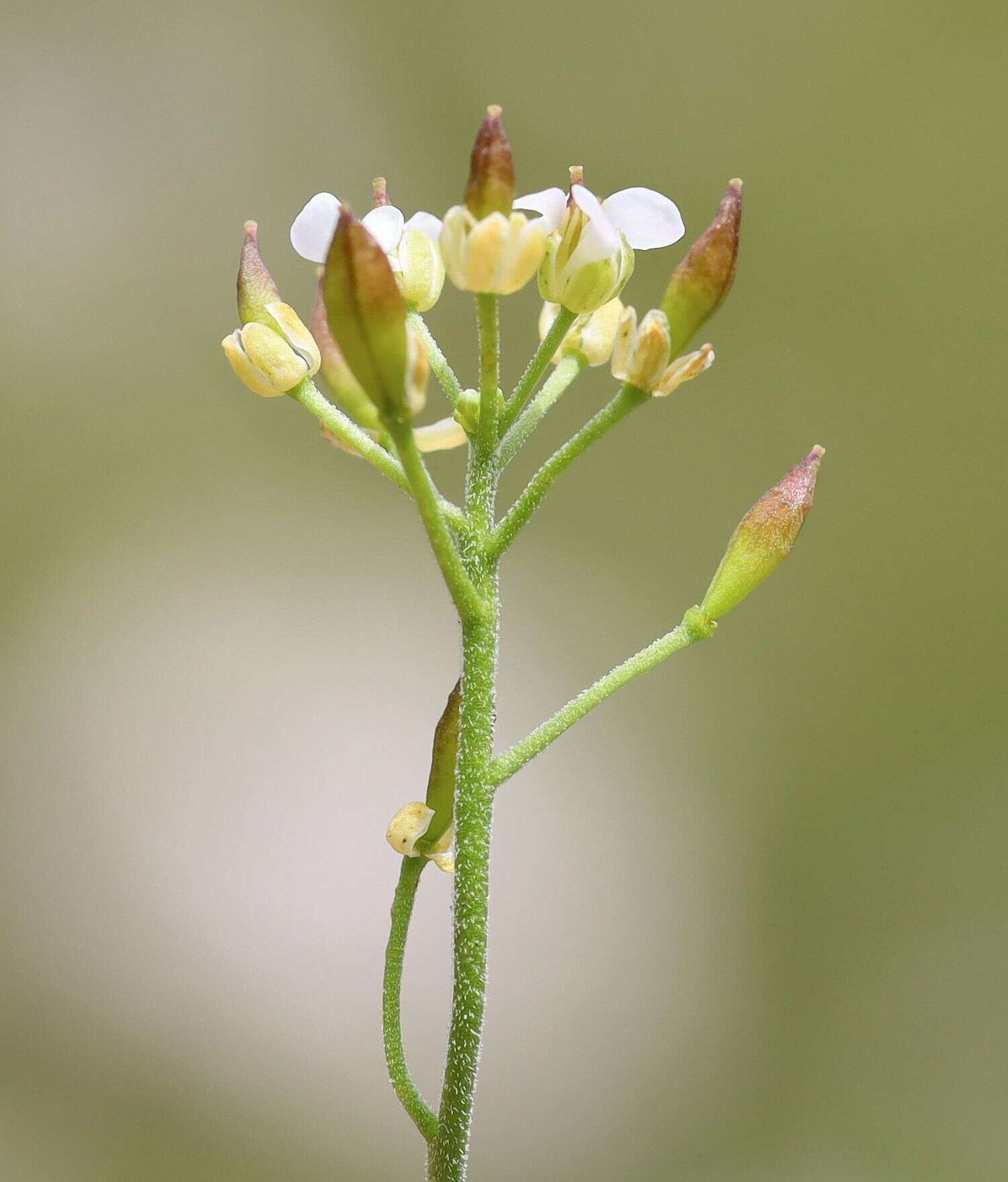 Image of Hornungia alpina subsp. alpina