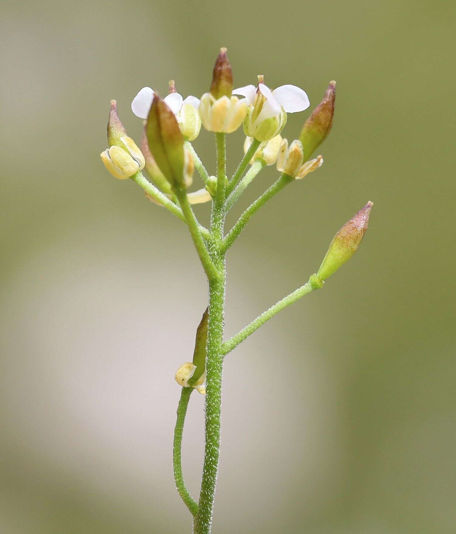 Imagem de Hornungia alpina subsp. alpina