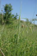 Imagem de Triticum monococcum subsp. aegilopoides (Link) Thell.