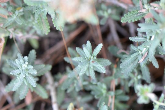 Image of Cat thyme