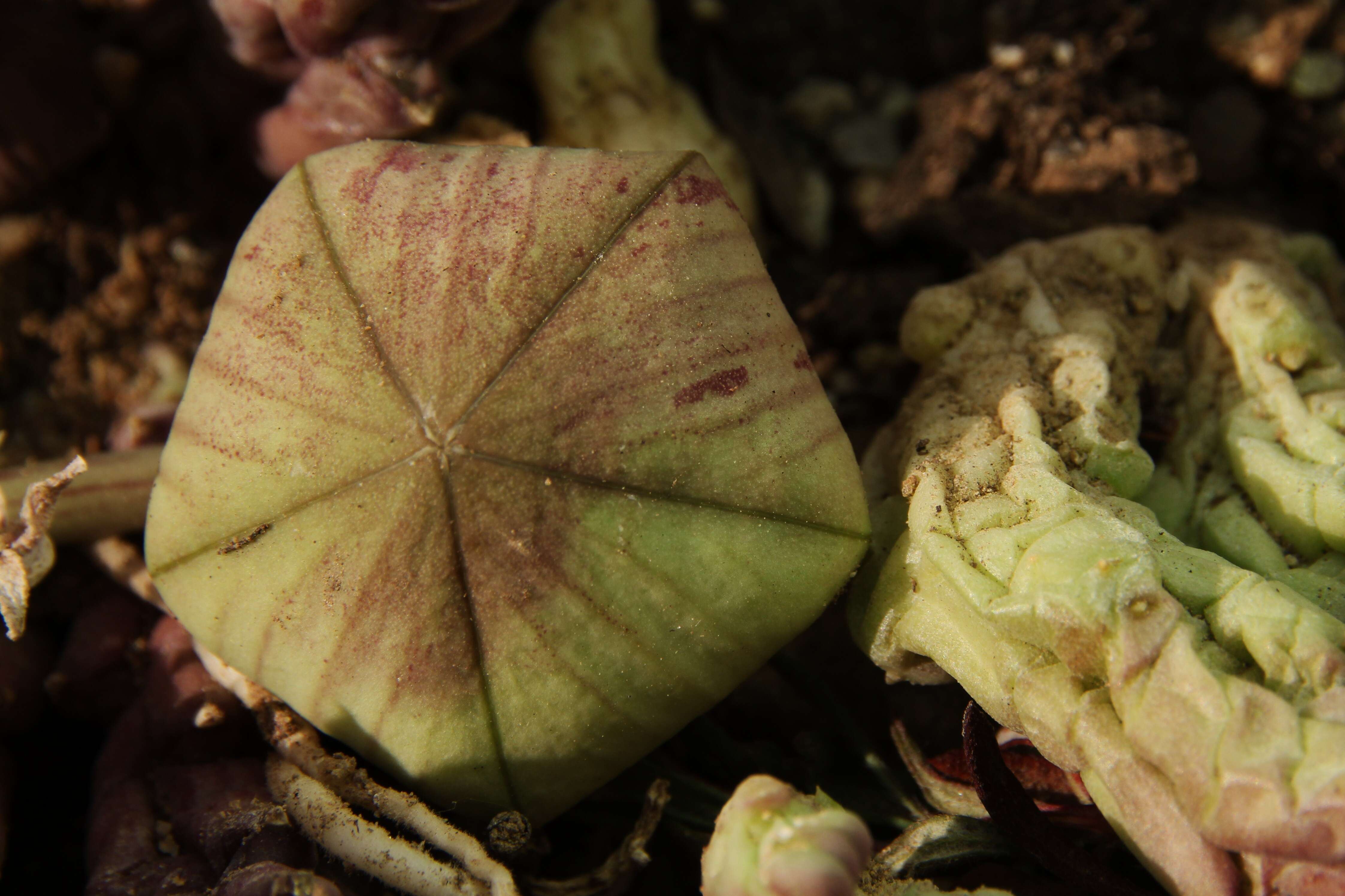 Ceropegia mixta (Masson) Bruyns resmi