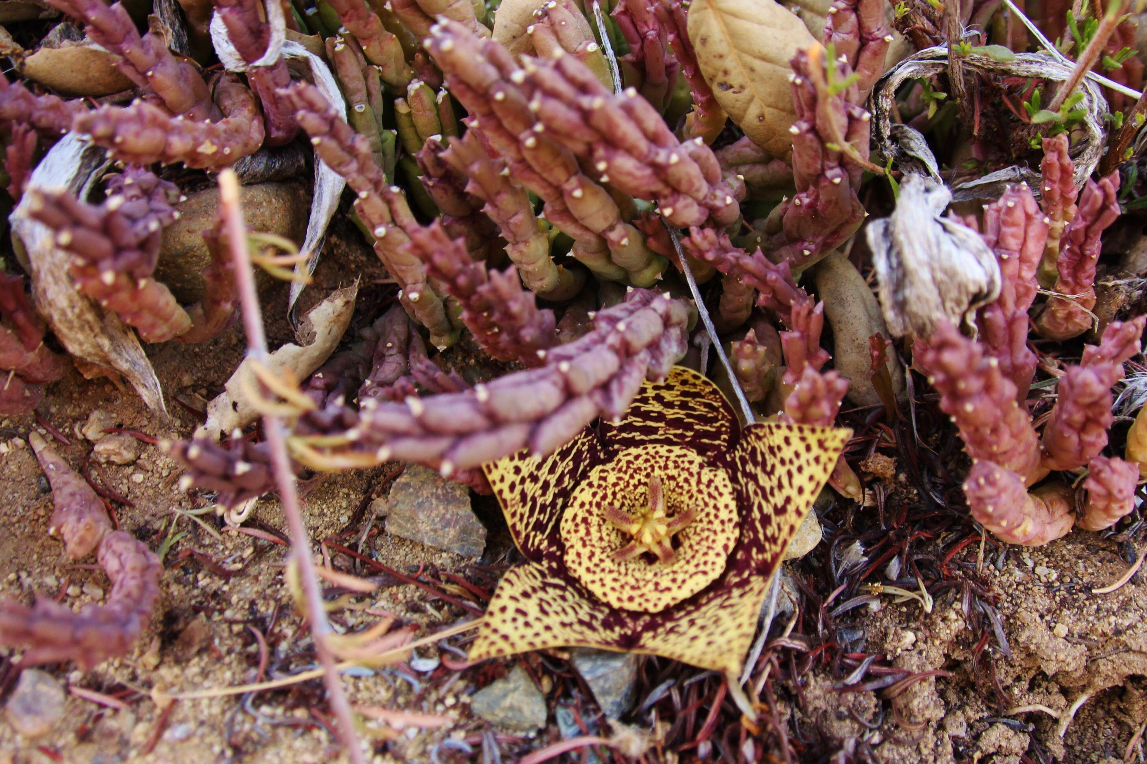 Ceropegia mixta (Masson) Bruyns resmi