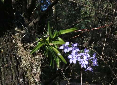 Image of blue orchid