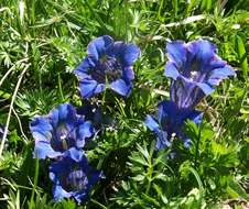 Image of Stemless Gentian