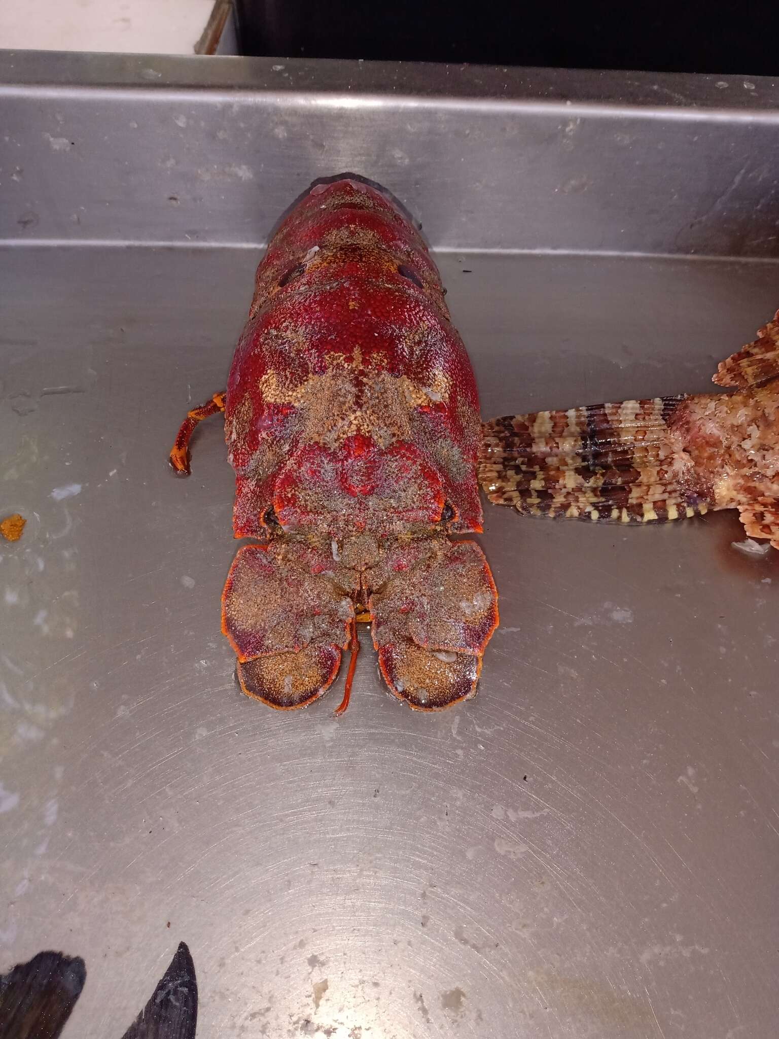 Image of hooded slipper lobster