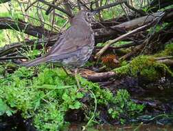 Image of Turdus philomelos philomelos Brehm & CL 1831