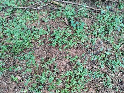 Image of Round-leaved Bedstraw