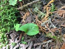 Image of fairy slipper