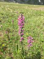 Image of Pedicularis rostratospicata subsp. helvetica (Steininger) O. Schwarz