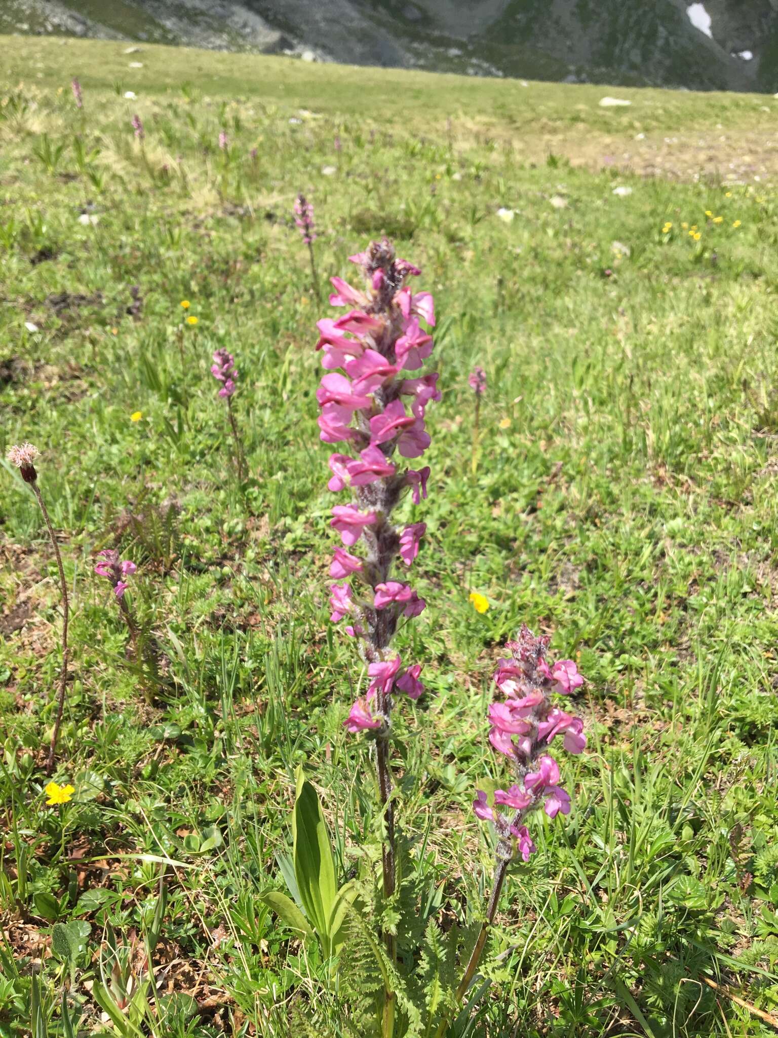 Image of Pedicularis rostratospicata subsp. helvetica (Steininger) O. Schwarz