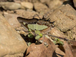 Image of Polyura agrarius Swinhoe 1886