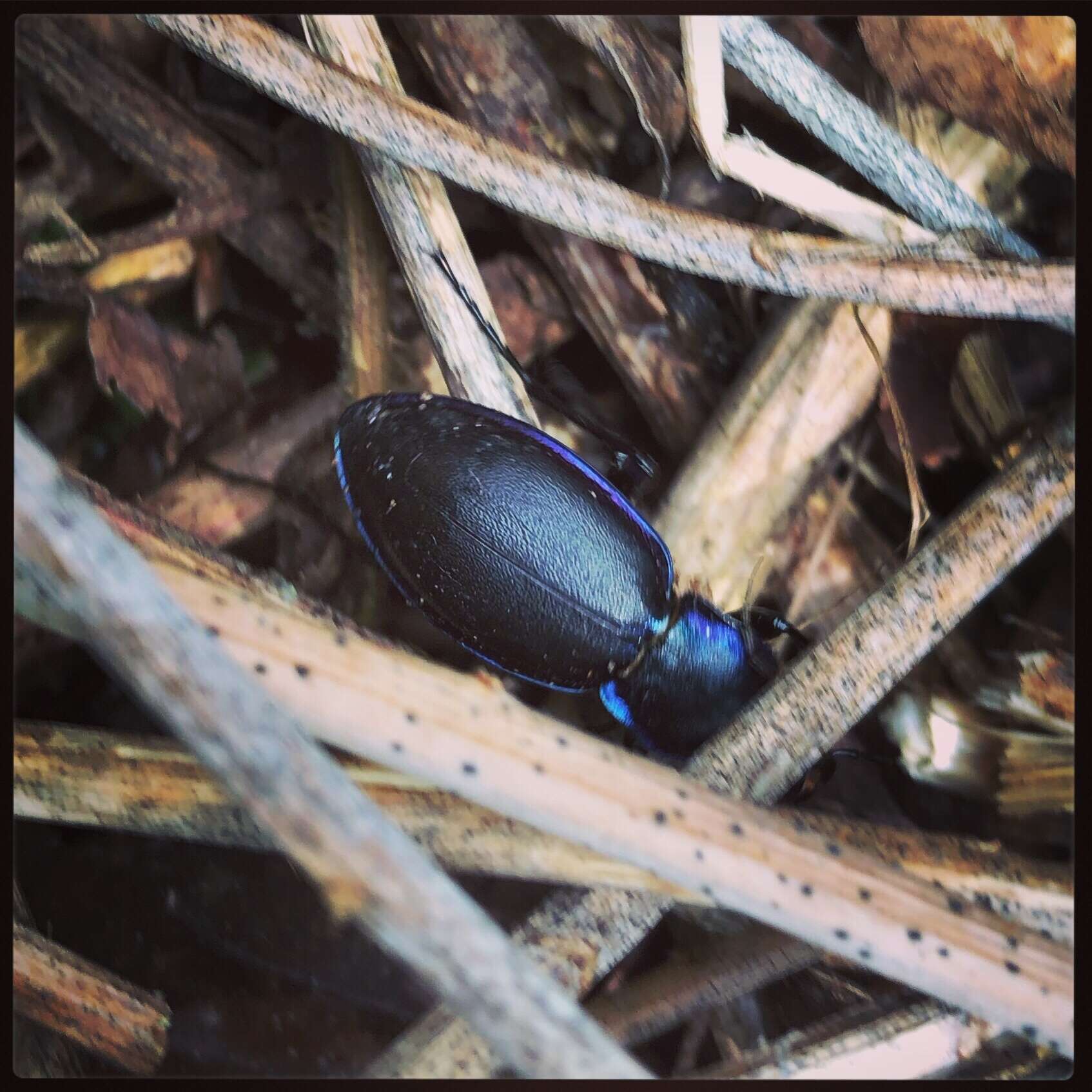 Image of Violet Ground Beetle