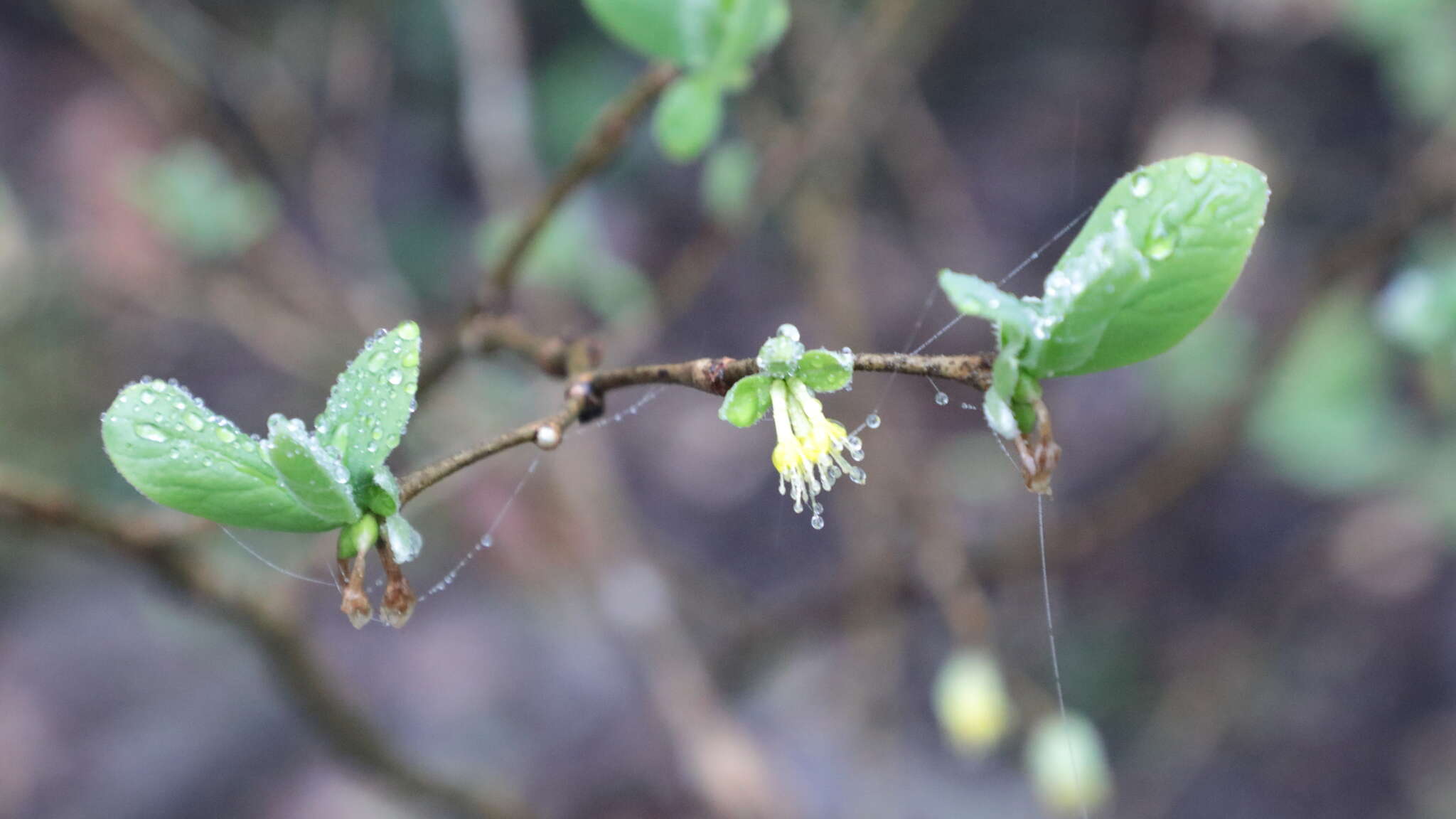 Sivun Dirca mexicana G. L. Nesom & M. H. Mayfield kuva