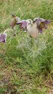 Imagem de Pulsatilla pratensis subsp. hungarica Soó