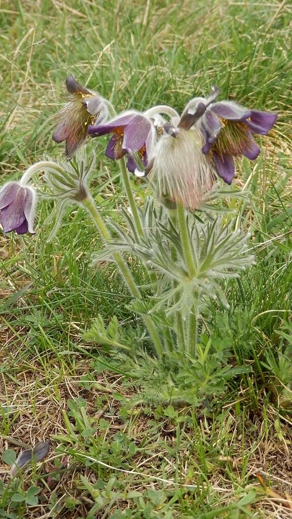 Image of Pulsatilla pratensis subsp. hungarica Soó