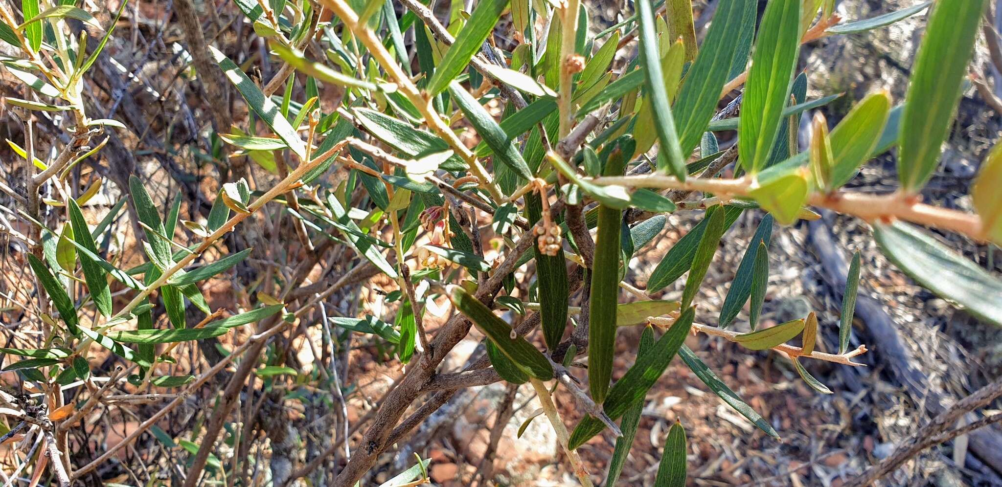 Image of Grevillea aspera R. Br.