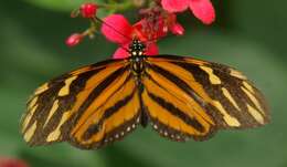 Image of Isabella’s Longwing