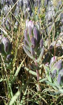 Image of Pt. Reyes bird's-beak